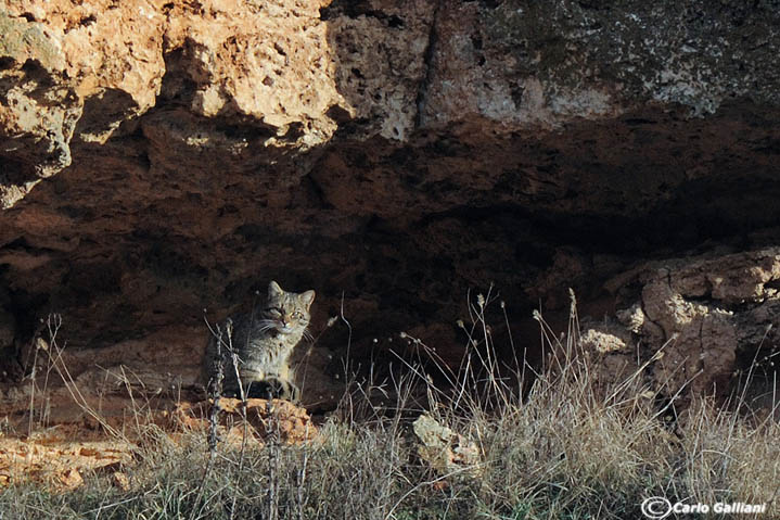 Gatto selvatico (in natura) - Bulgaria